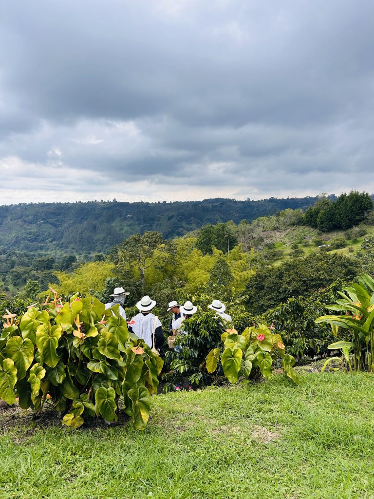 finca cafetera EntreBosques, el eje cafetero en coche